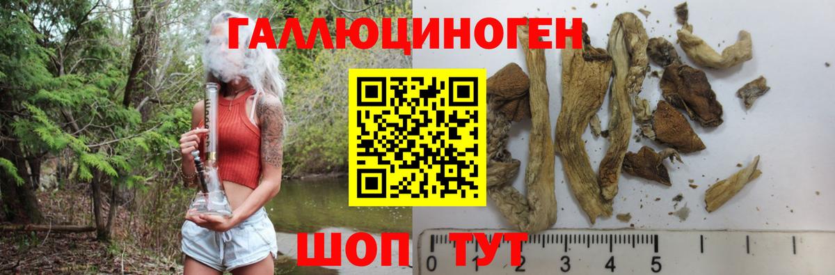 Псилоцибиновые грибы Psilocybe Алапаевск